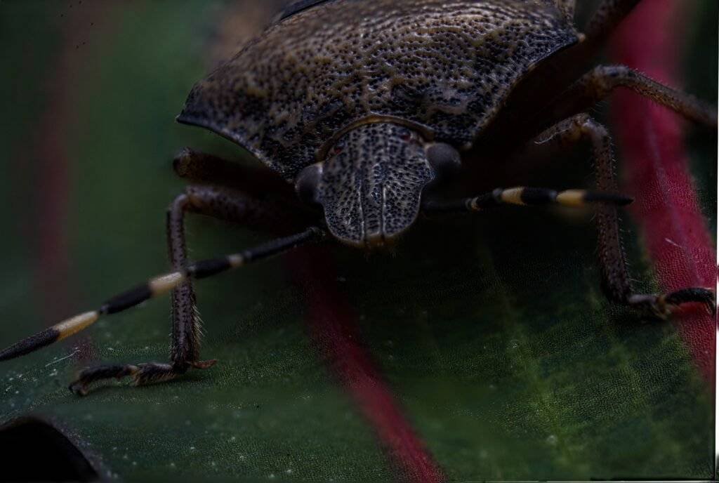 wans closeup diffuser radiant diffuser insect macro