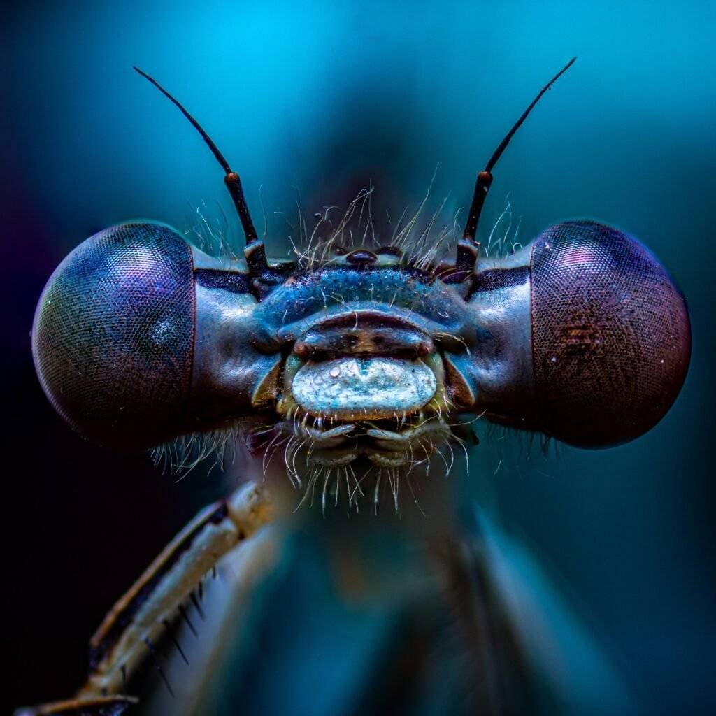 ultra macro demselfly picture